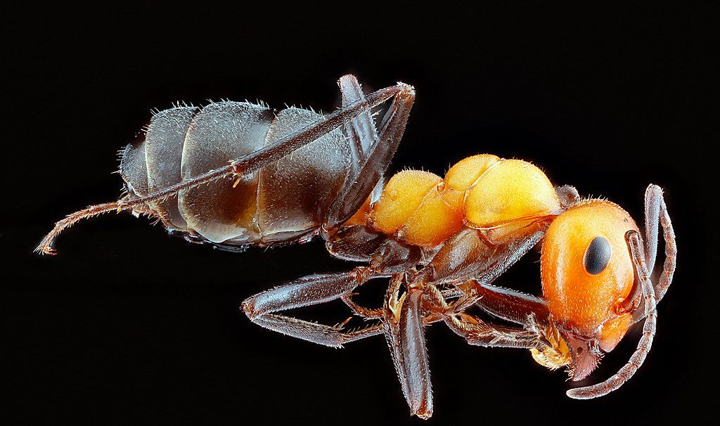 Ant Control service in Athens, GA