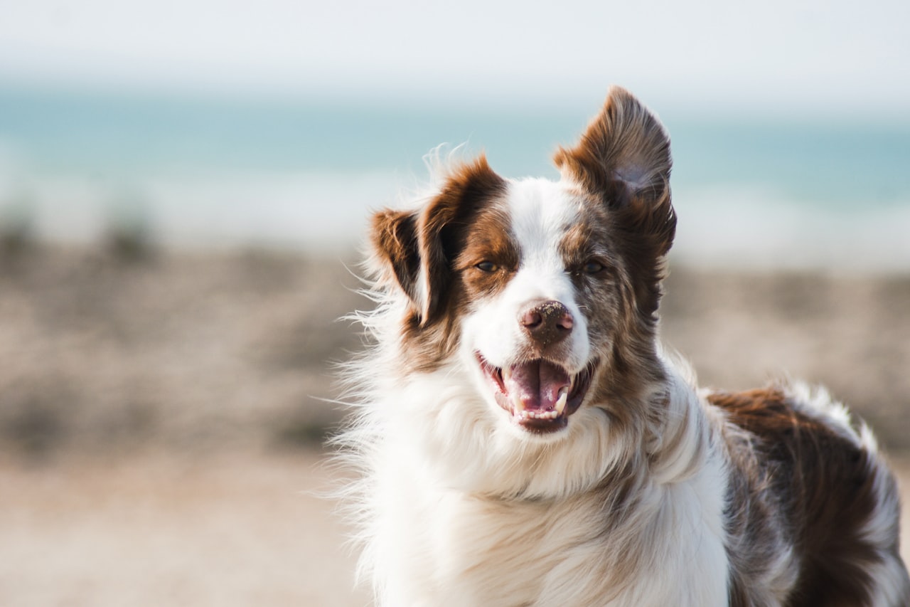 Flea & Tick Control service in Athens, GA