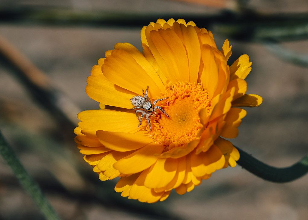 Spider Control service in Athens, GA